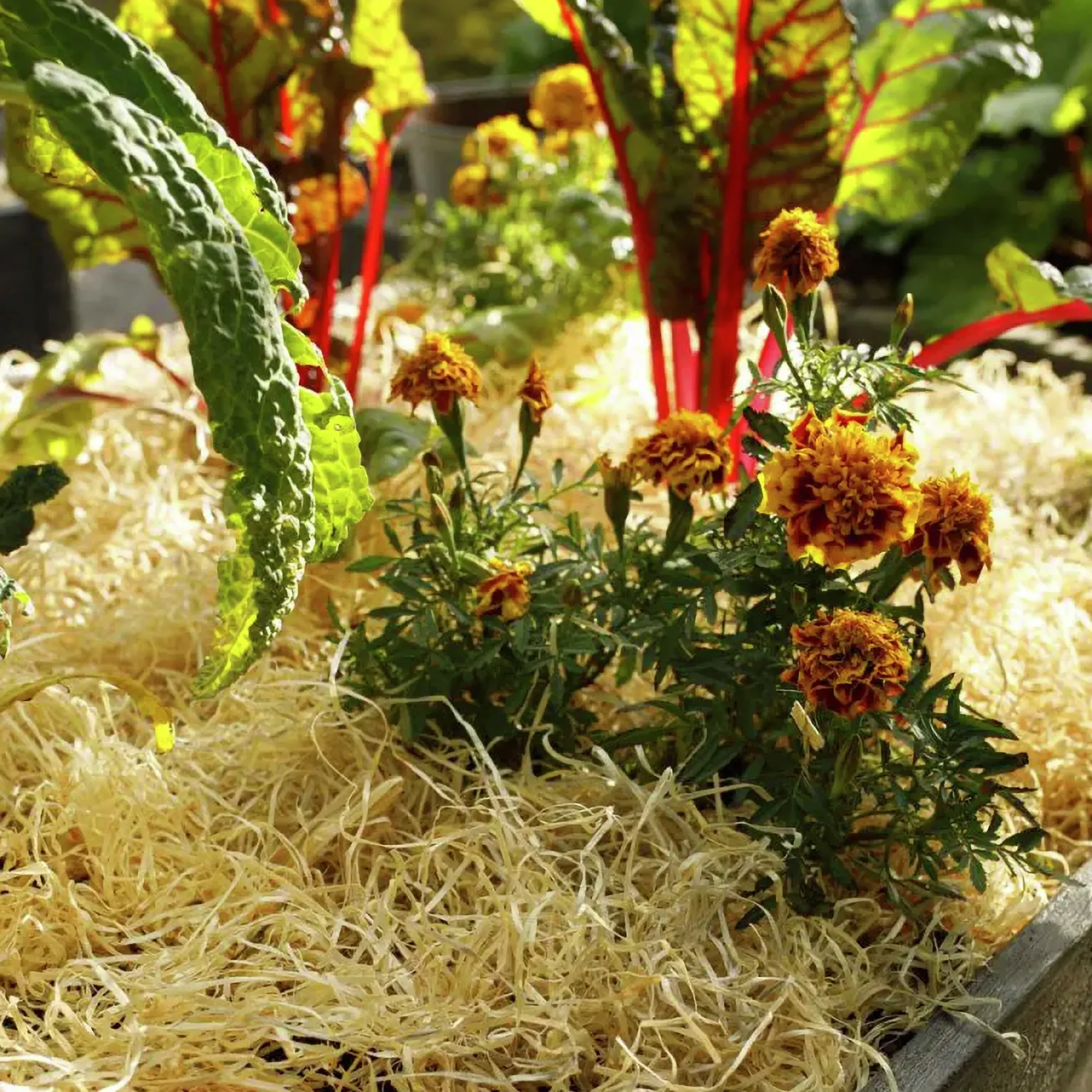 Träull Hasselfors för köksträdgården 850g>Hasselfors Garden Clearance
