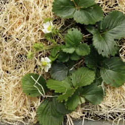 Träull Hasselfors för köksträdgården 850g><noscript><img width=