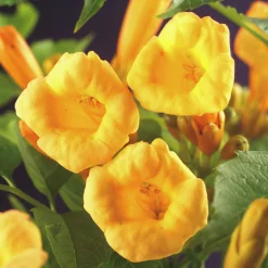 Trumpetranka 'Flava'>Omnia garden