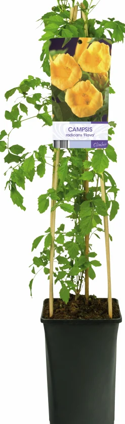 Trumpetranka 'Flava'>Omnia garden