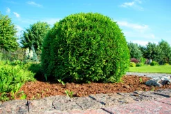 Tuja 'Little Giant'>Omnia garden Best