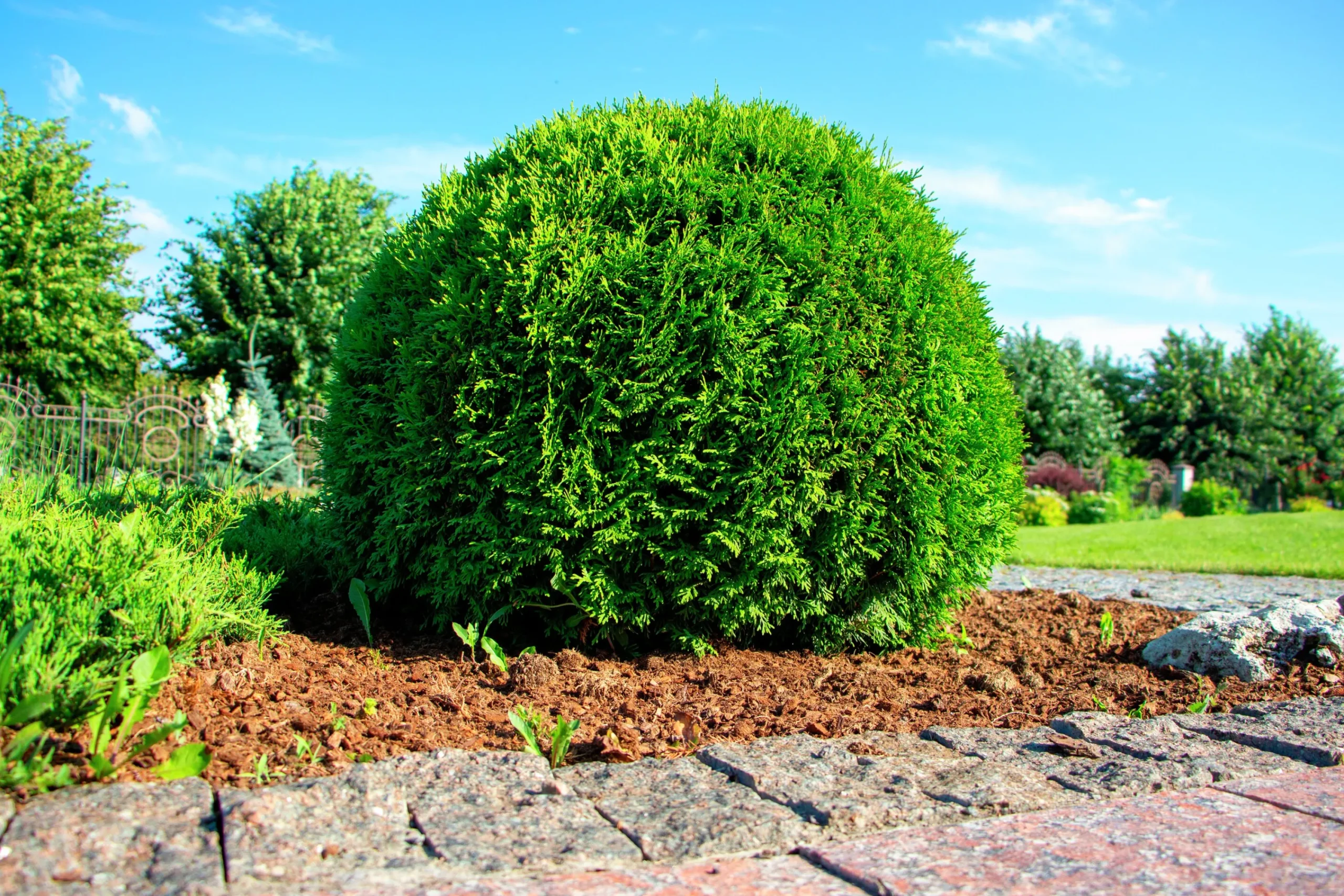 Tuja 'Little Giant'>Omnia garden Best