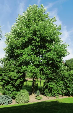 Tulpanträd ca 100-125cm>Omnia garden Clearance