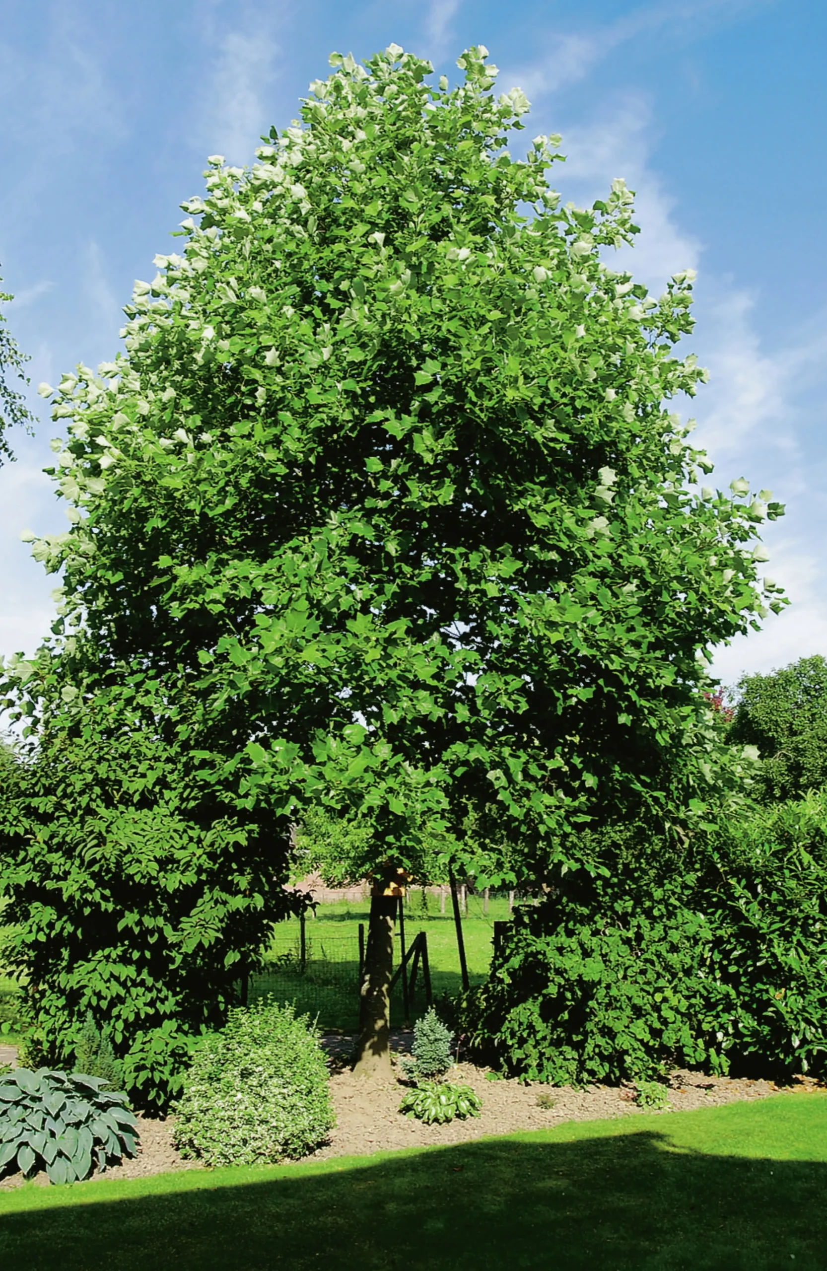 Tulpanträd ca 100-125cm>Omnia garden Clearance