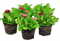Tusensköna Bellis lat. Bellis perennis>Mäster Grön Discount