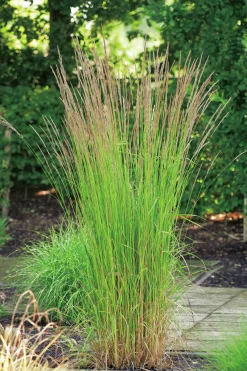 Tuvrör 'Karl Foerster' 2L>Omnia garden New
