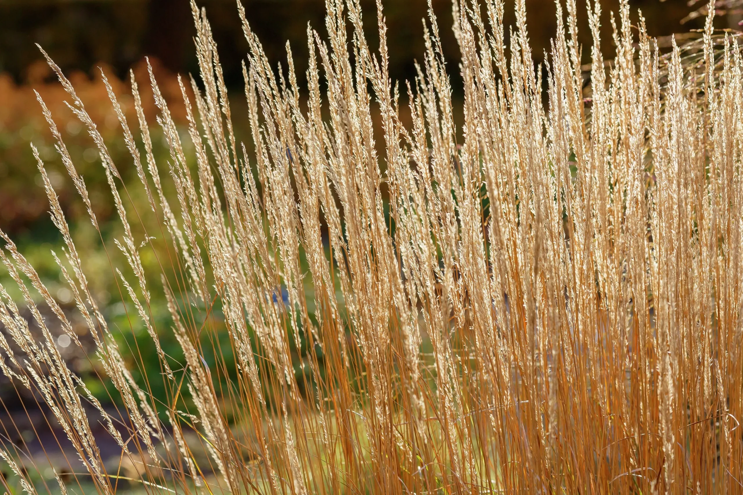Tuvrör 'Karl Foerster' 2L>Omnia garden New