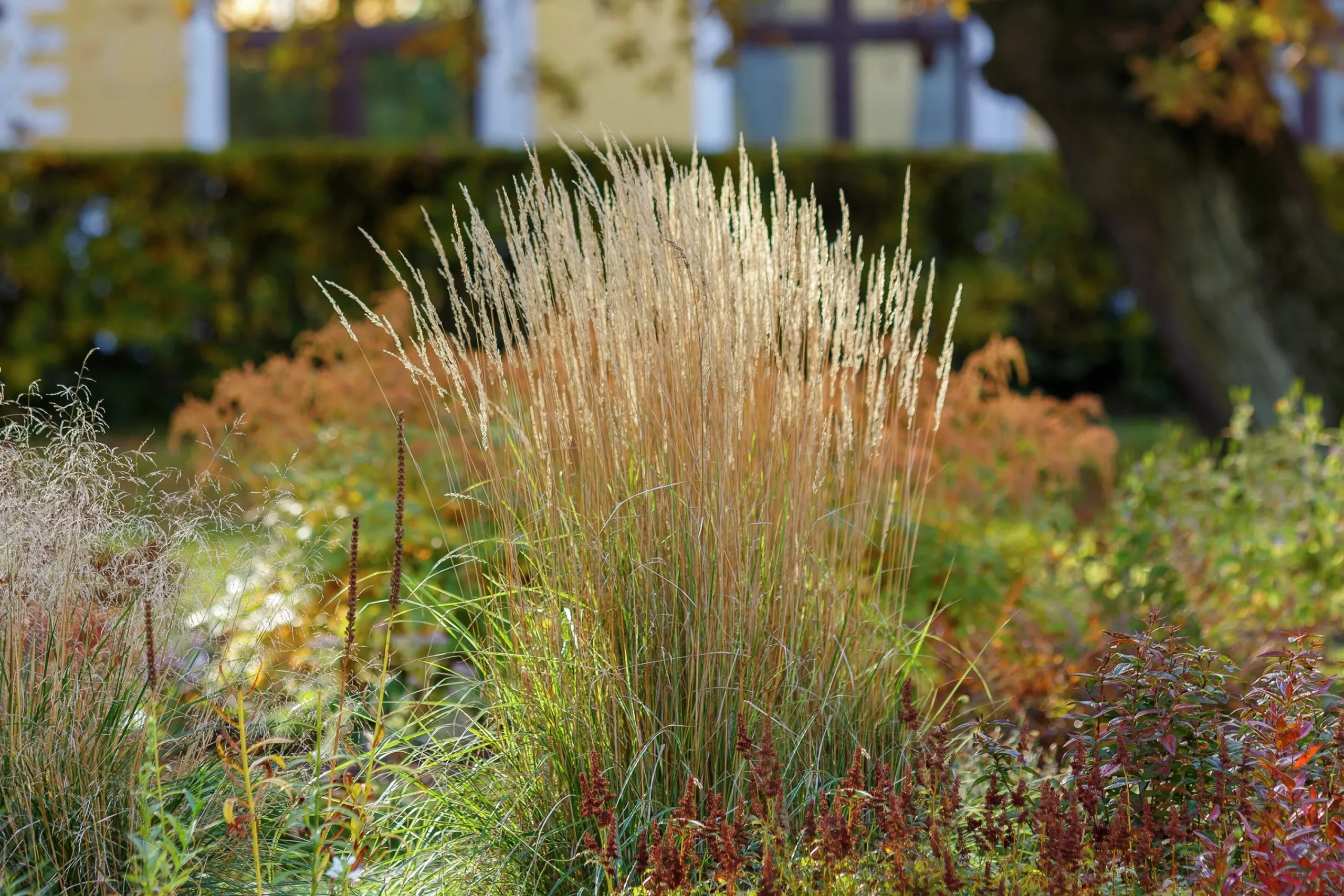 Tuvrör 'Karl Foerster' 2L>Omnia garden New