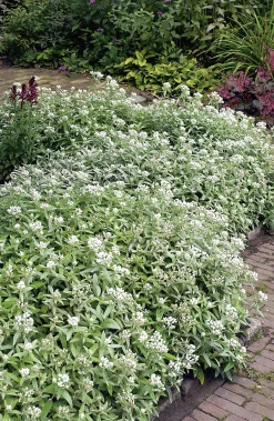 Ulleternell>Omnia garden Best