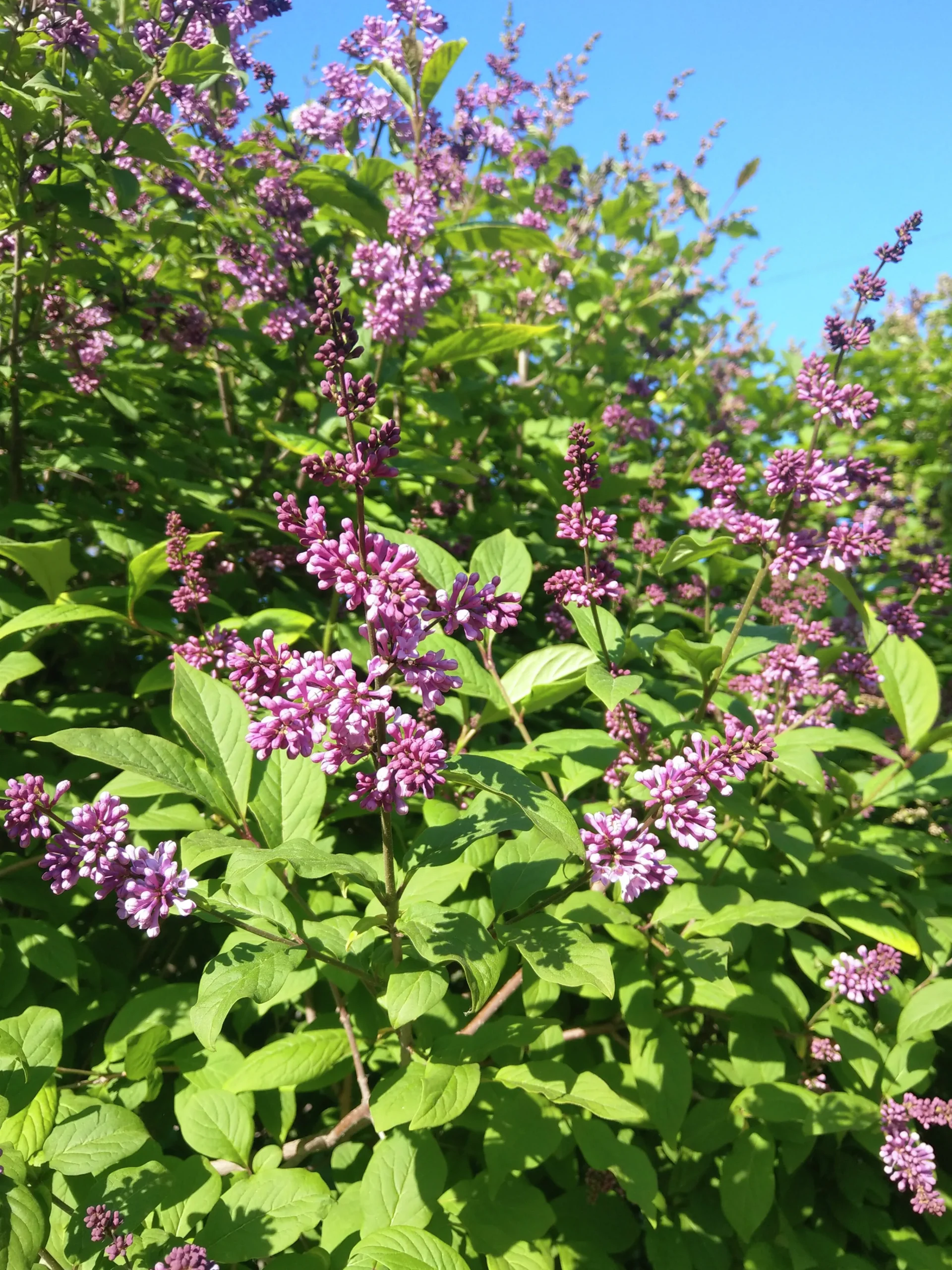 Ungersk Syrén 'Oden' D:9-11cm Certifierad Krukodlad>Omnia garden Hot