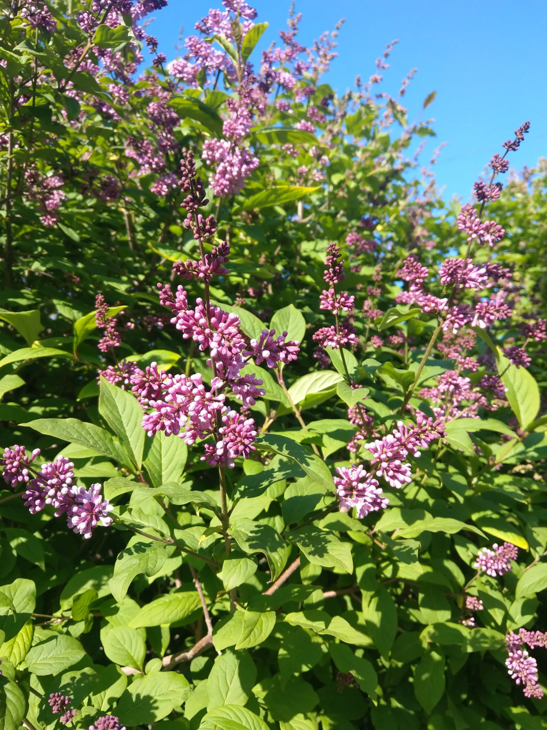 Ungersk Syrén 'Oden' Krukodlad>Omnia garden Outlet