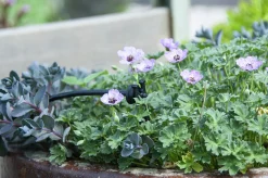 Utbyggnadsset till EcoAqua DripSystem>GreenLine New
