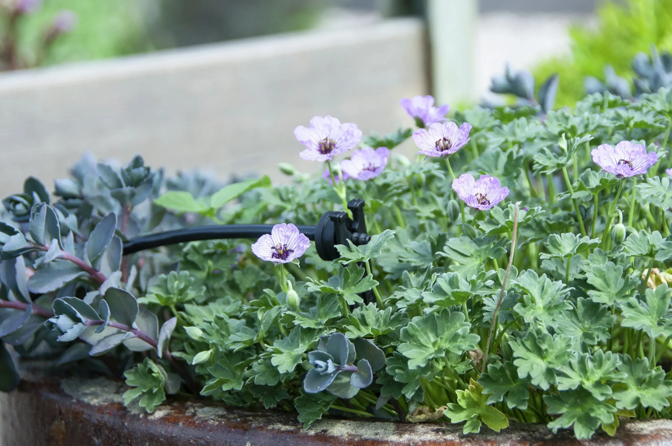 Utbyggnadsset till EcoAqua DripSystem>GreenLine New