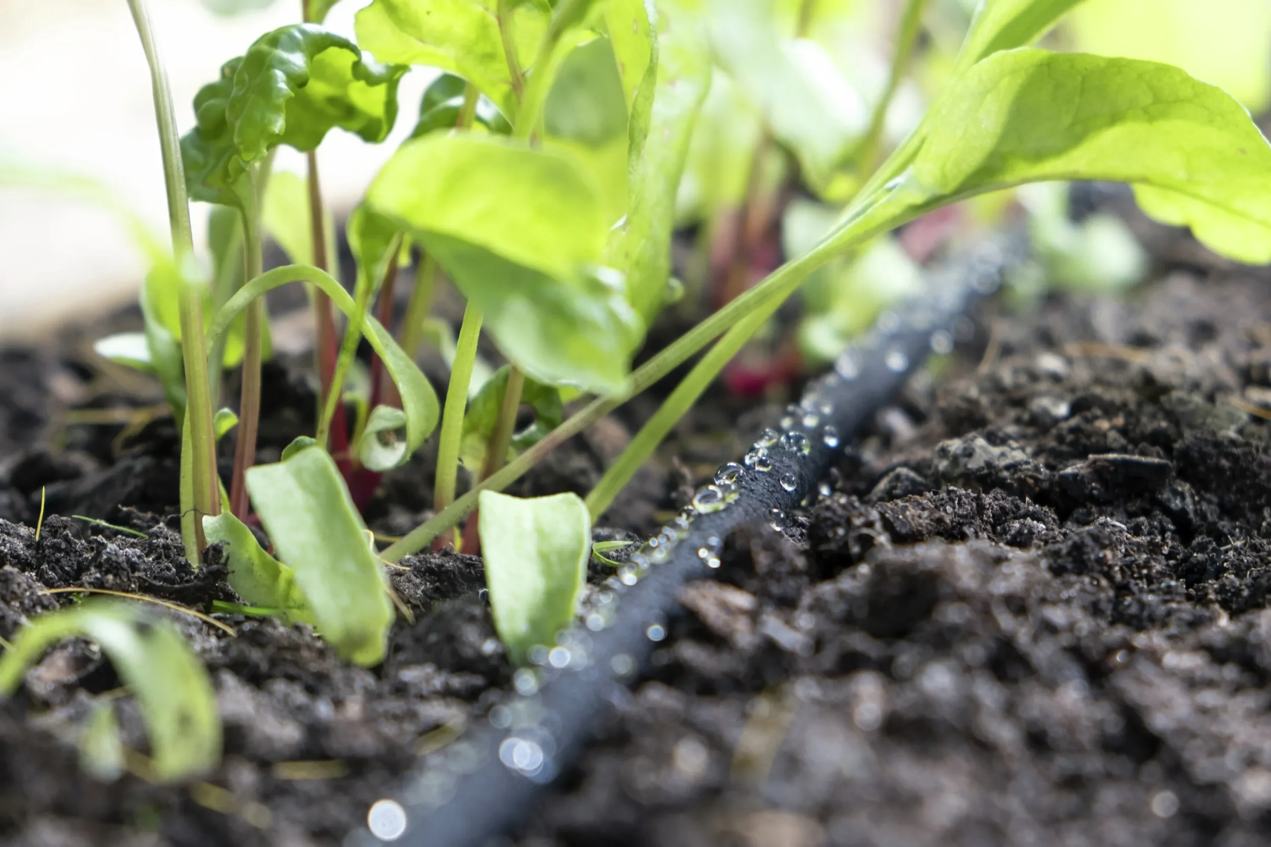 Utbyggnadsset till EcoAqua DripSystem>GreenLine New