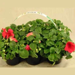 Utplanteringsväxter lat. Ageratum houstonianum Mix 6-p>Mäster Grön New