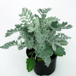 Utplanteringsväxter lat. Ageratum houstonianum Mix 6-p>Mäster Grön New
