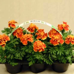 Utplanteringsväxter lat. Ageratum houstonianum Mix 6-p><noscript><img width=