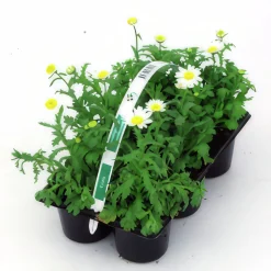 Utplanteringsväxter lat. Ageratum houstonianum Mix 6-p><noscript><img width=