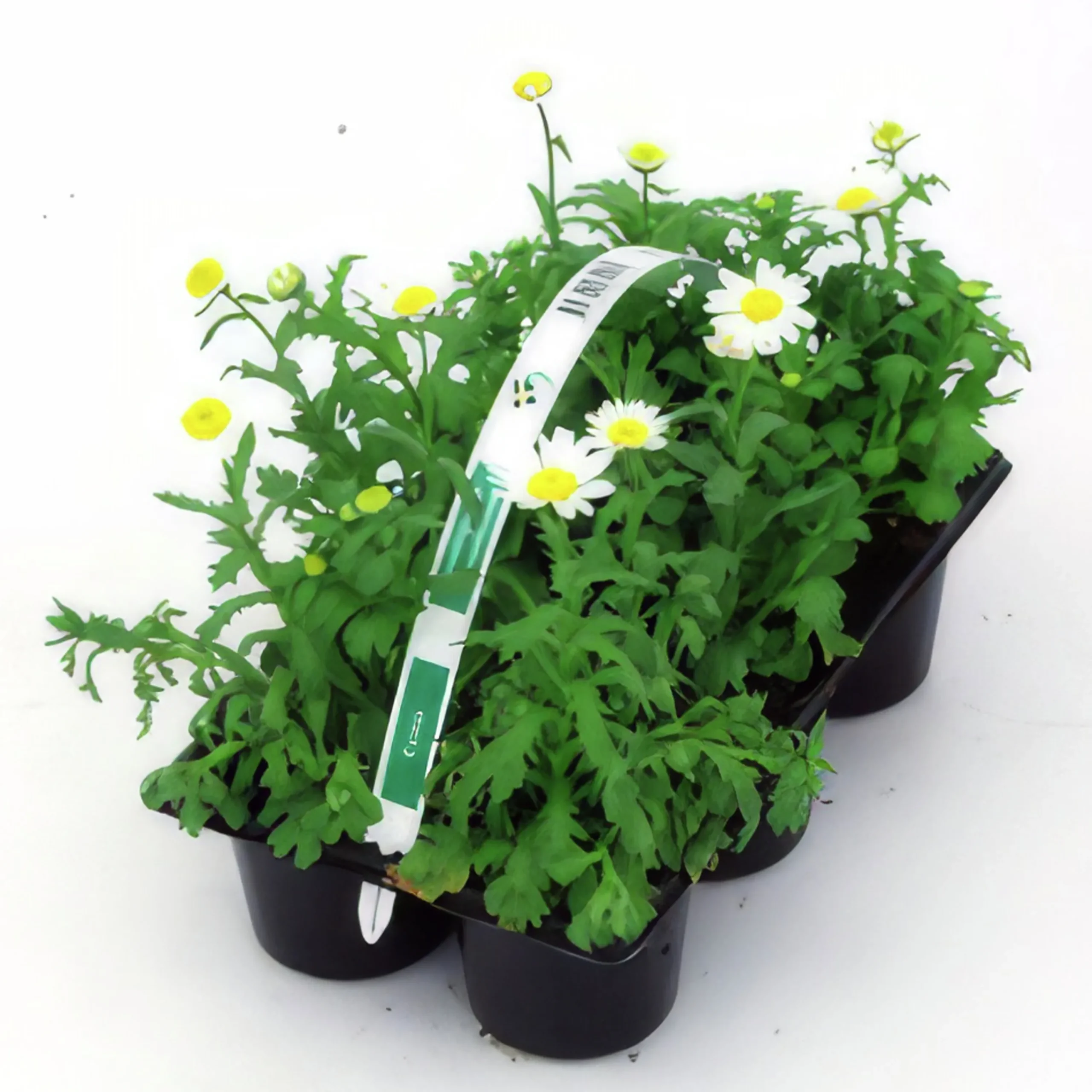 Utplanteringsväxter lat. Ageratum houstonianum Mix 6-p>Mäster Grön New