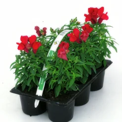 Utplanteringsväxter lat. Ageratum houstonianum Mix 6-p><noscript><img width=