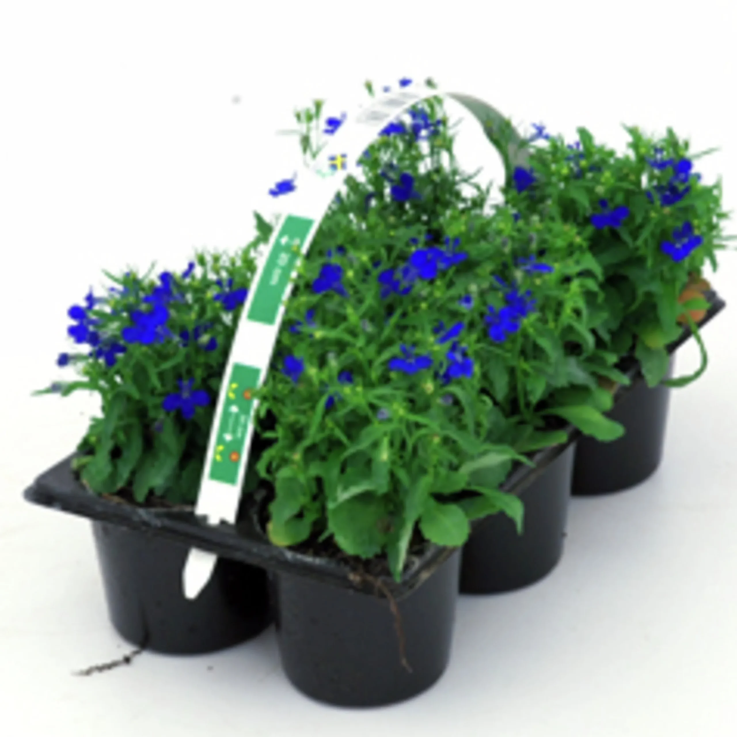 Utplanteringsväxter lat. Ageratum houstonianum Mix 6-p>Mäster Grön New