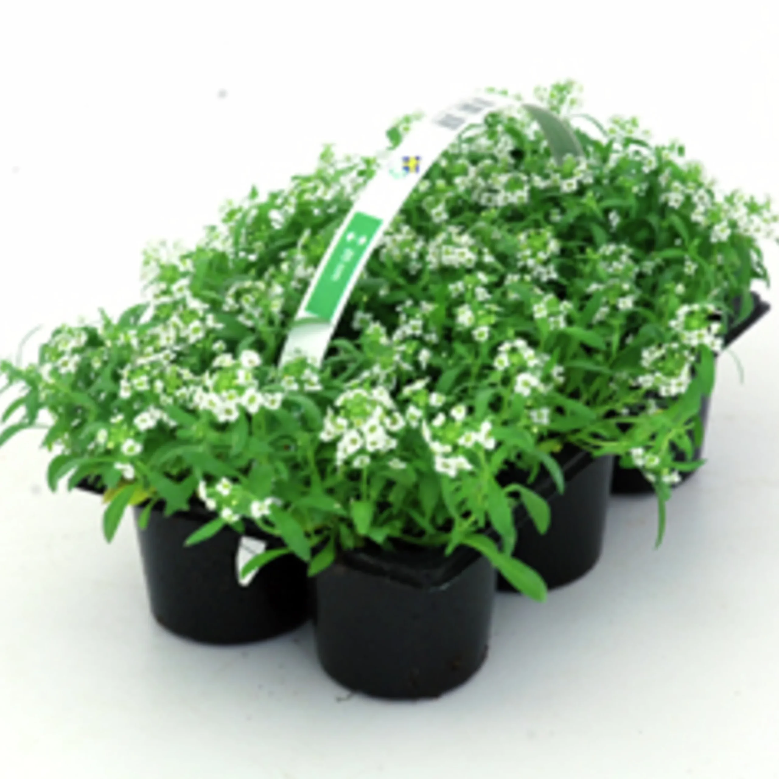 Utplanteringsväxter lat. Ageratum houstonianum Mix 6-p>Mäster Grön New