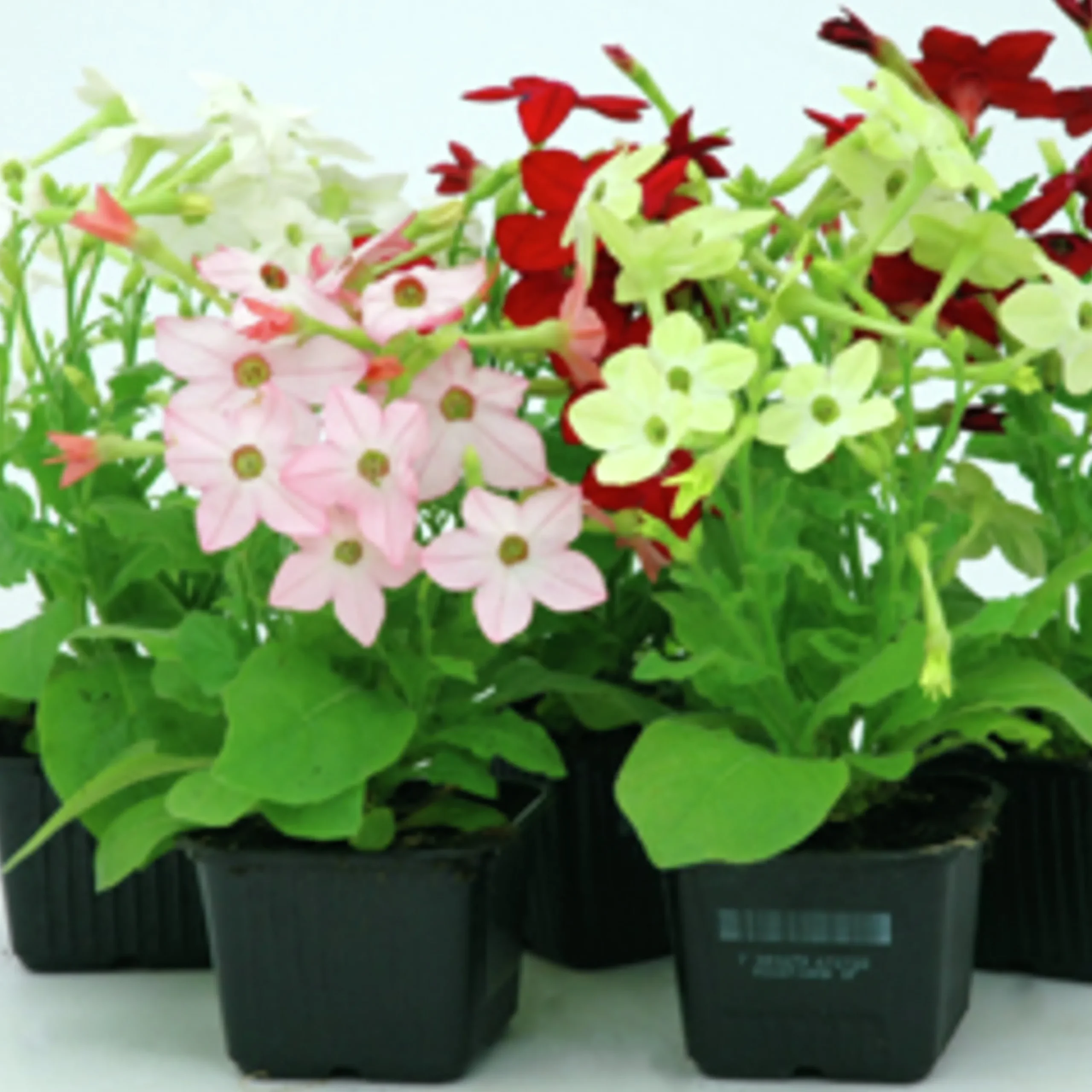 Utplanteringsväxter lat. Ageratum houstonianum Mix 6-p>Mäster Grön New