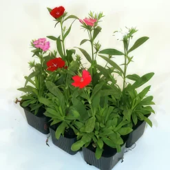 Utplanteringsväxter lat. Ageratum houstonianum Mix 6-p><noscript><img width=