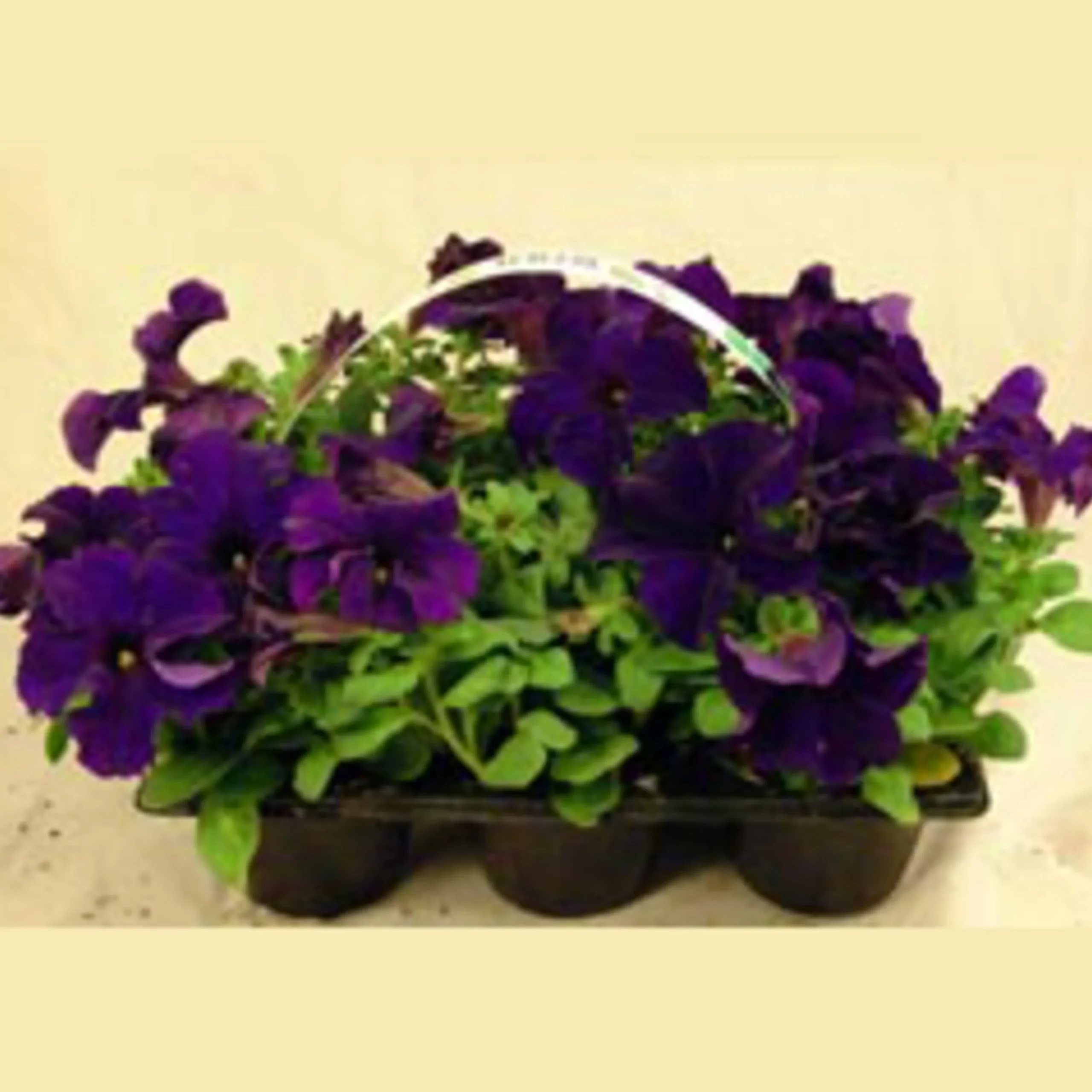 Utplanteringsväxter lat. Ageratum houstonianum Mix 6-p>Mäster Grön New