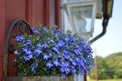 Utplanteringsväxter lat. Ageratum houstonianum Mix 6-p><noscript><img width=