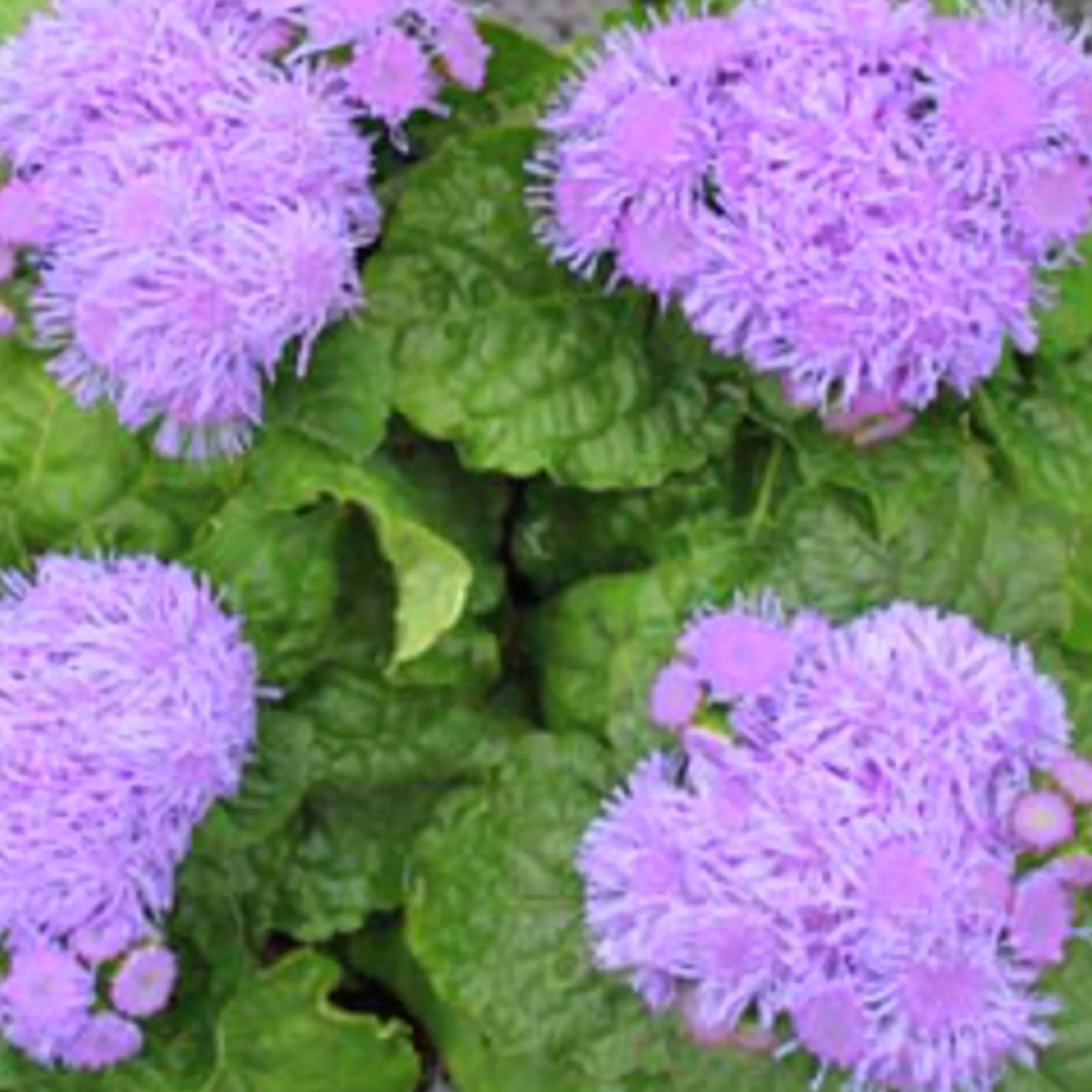 Utplanteringsväxter lat. Ageratum houstonianum Mix 6-p>Mäster Grön New