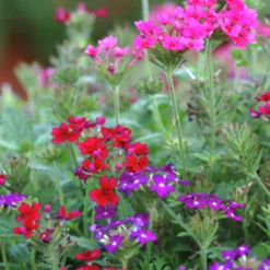 Utplanteringsväxter lat. Ageratum houstonianum Mix 6-p><noscript><img width=