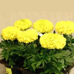 Utplanteringsväxter lat. Ageratum houstonianum Mix 6-p><noscript><img width=