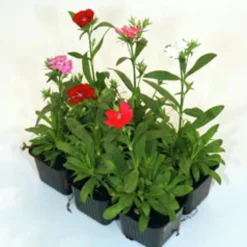Utplanteringsväxter lat. Ageratum houstonianum Mix 6-p><noscript><img width=