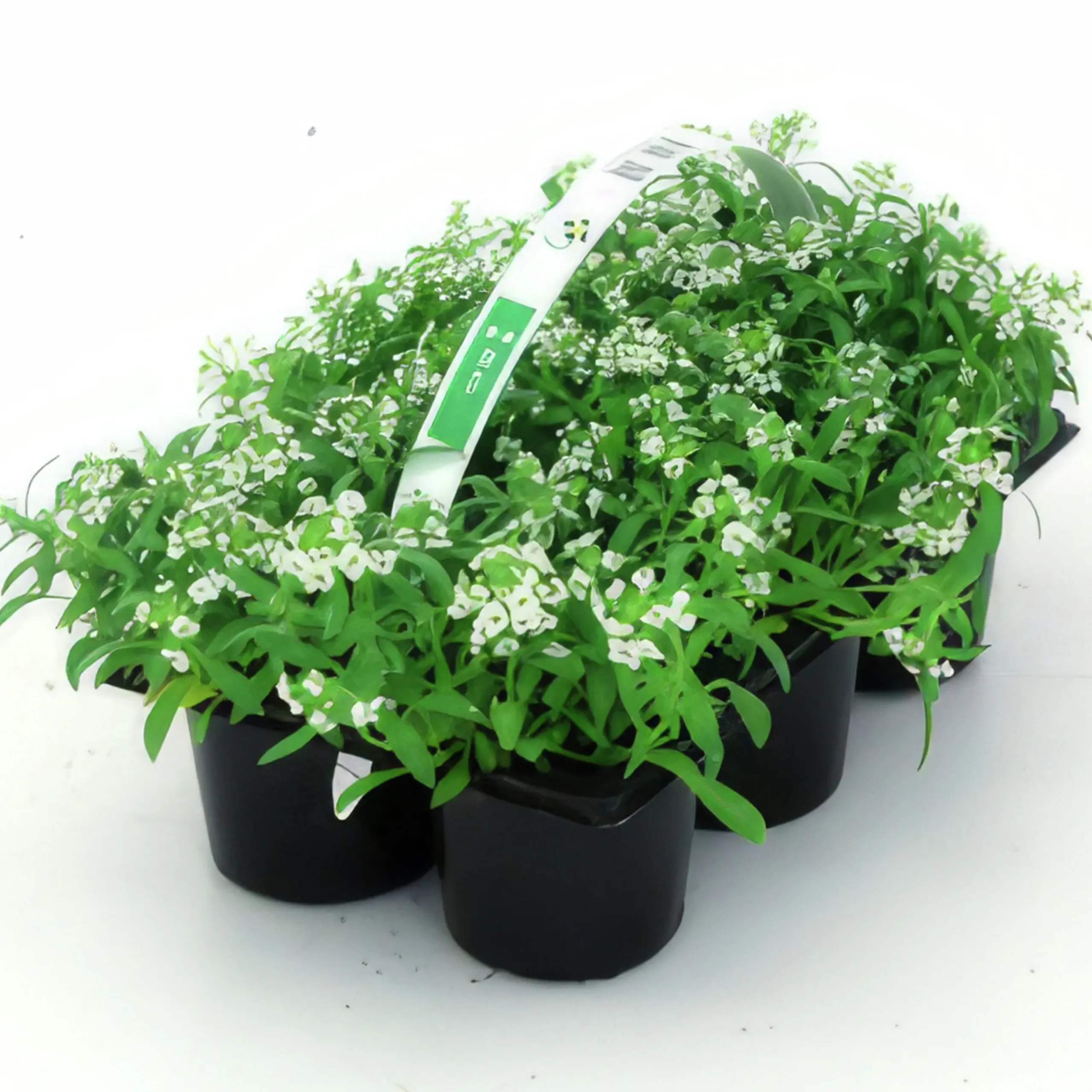 Utplanteringsväxter lat. Ageratum houstonianum Mix 6-p>Mäster Grön New