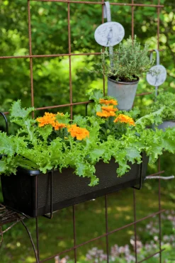 Utplanteringsväxter lat. Ageratum houstonianum Mix 6-p><noscript><img width=