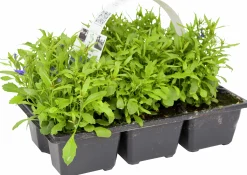 Utplanteringsväxter lat. Ageratum houstonianum Mix 6-p><noscript><img width=