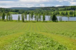 Vallfrö Apus Eko 11 bete/slåtter nöt 15kg>Lantmännen