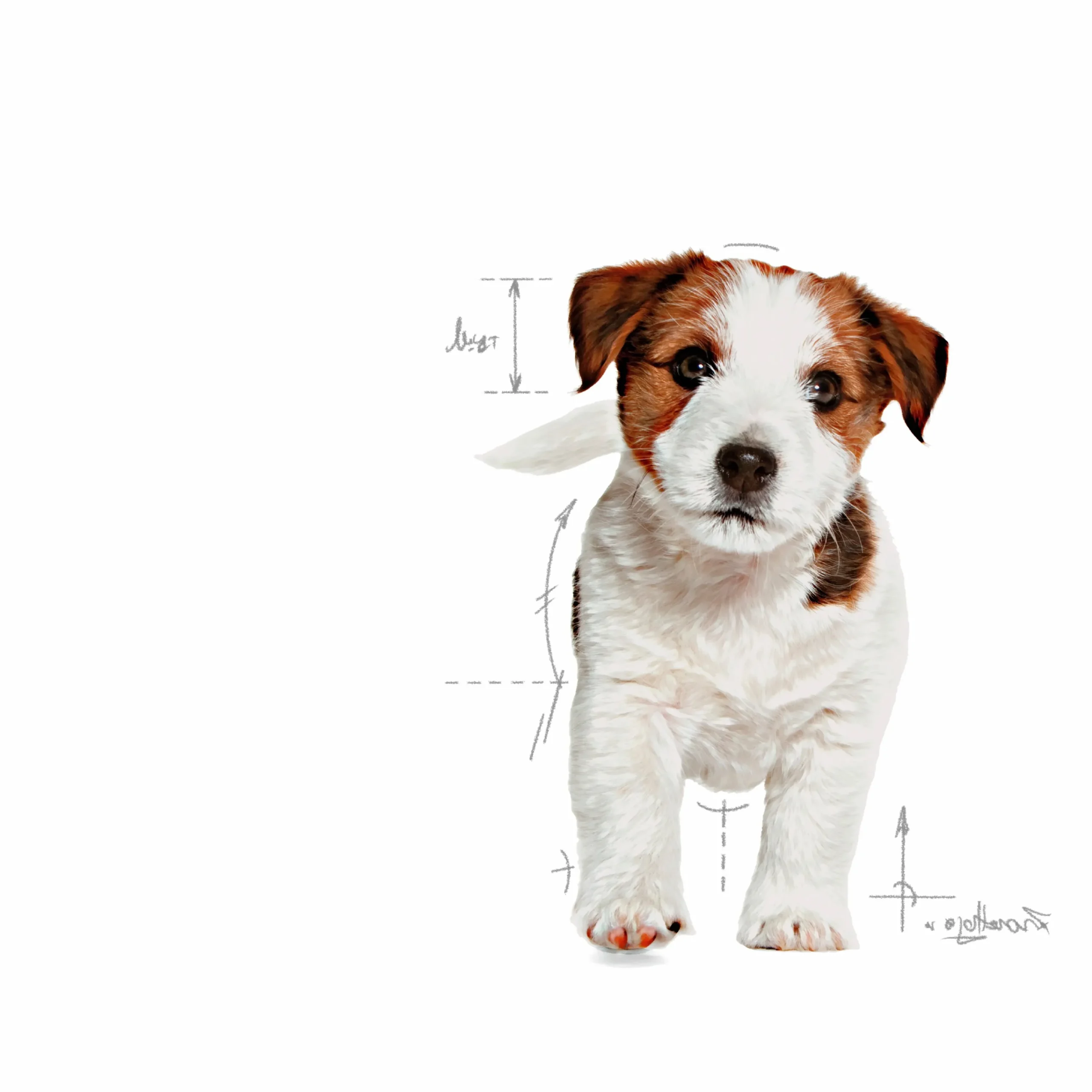 Valpfoder Mini Junior 2kg>Royal Canin Online