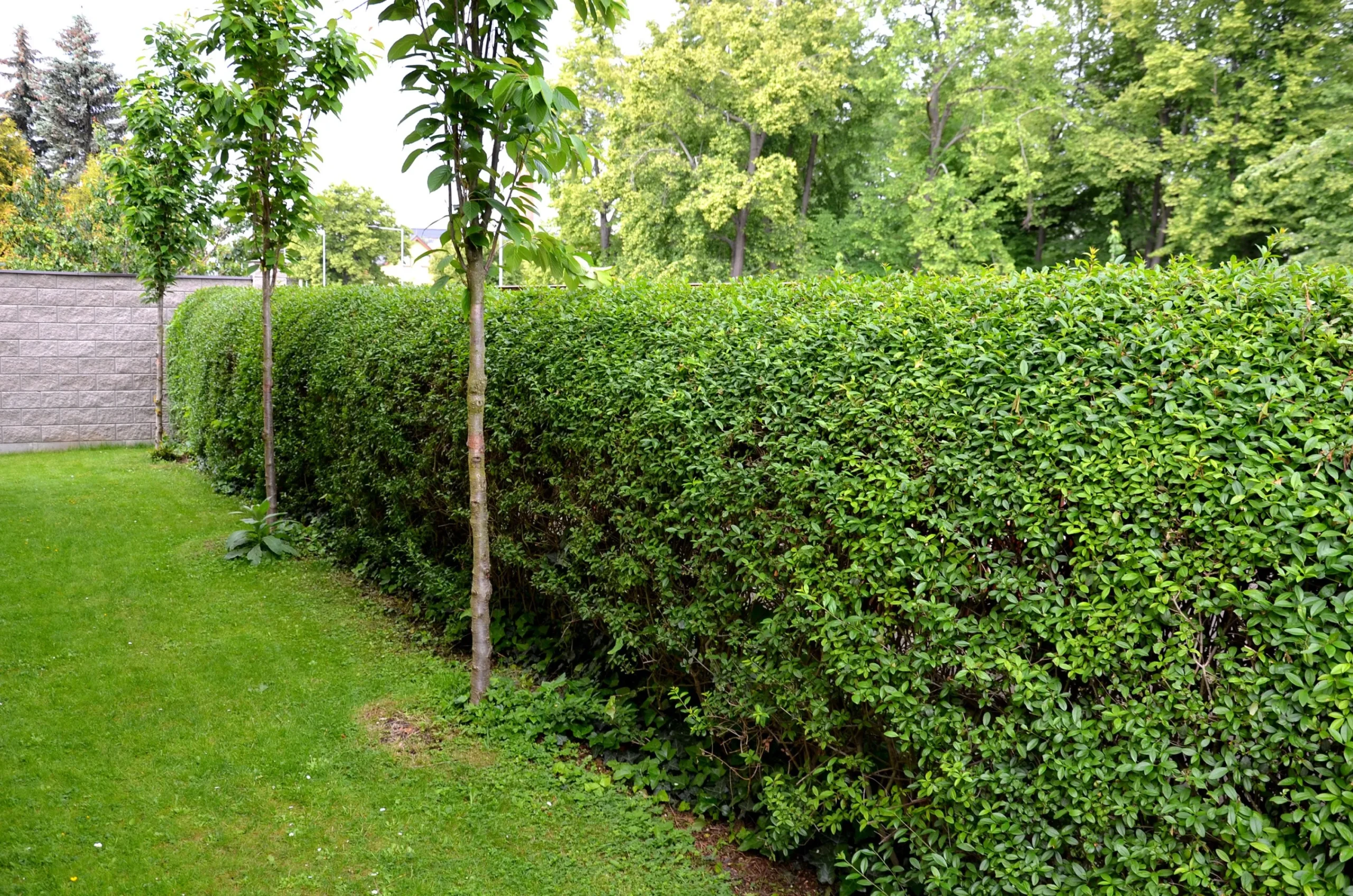 Vanlig Liguster 20-40cm Krukodlad>Omnia garden Discount