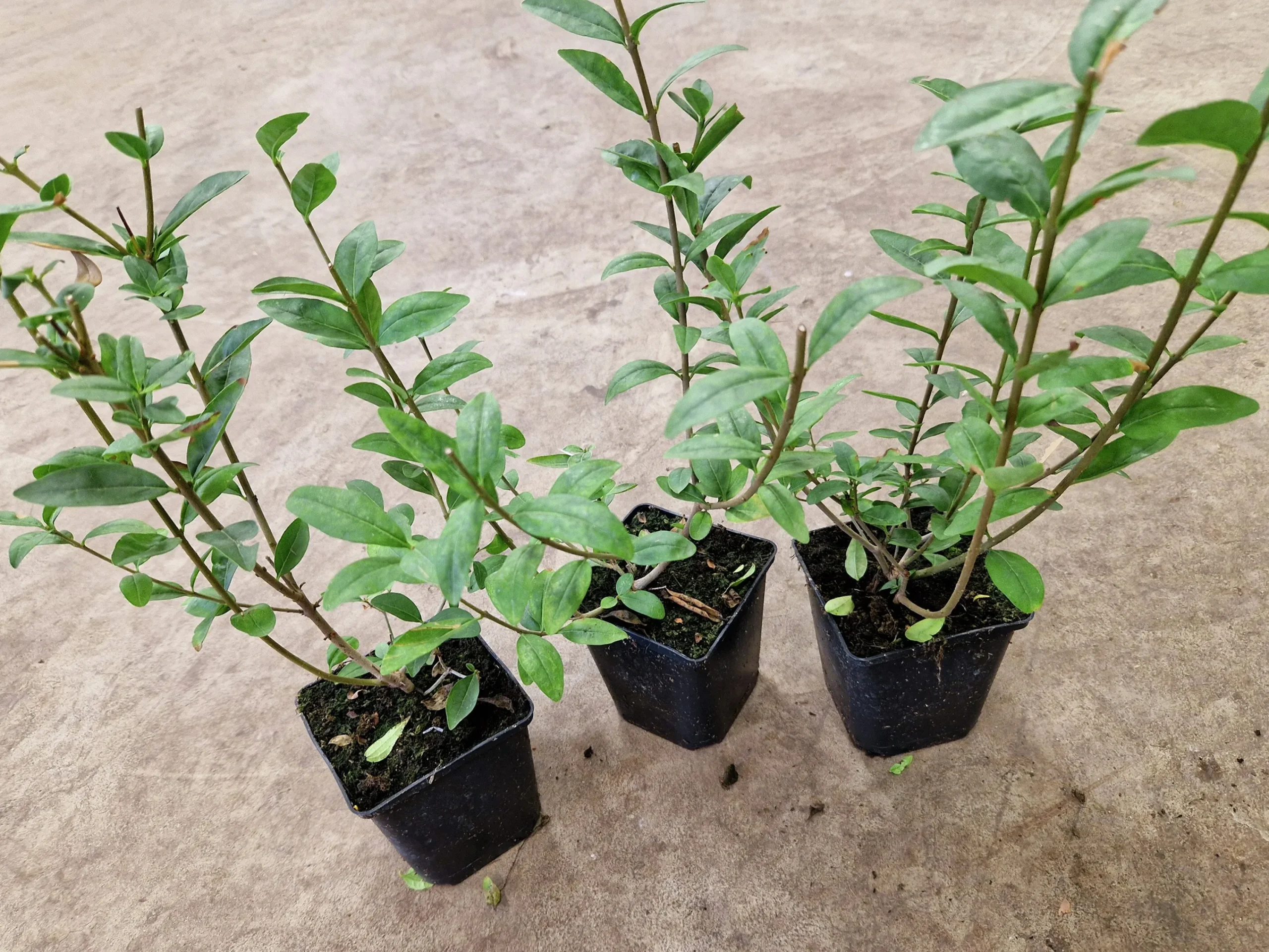 Vanlig Liguster 20-40cm Krukodlad>Omnia garden Discount