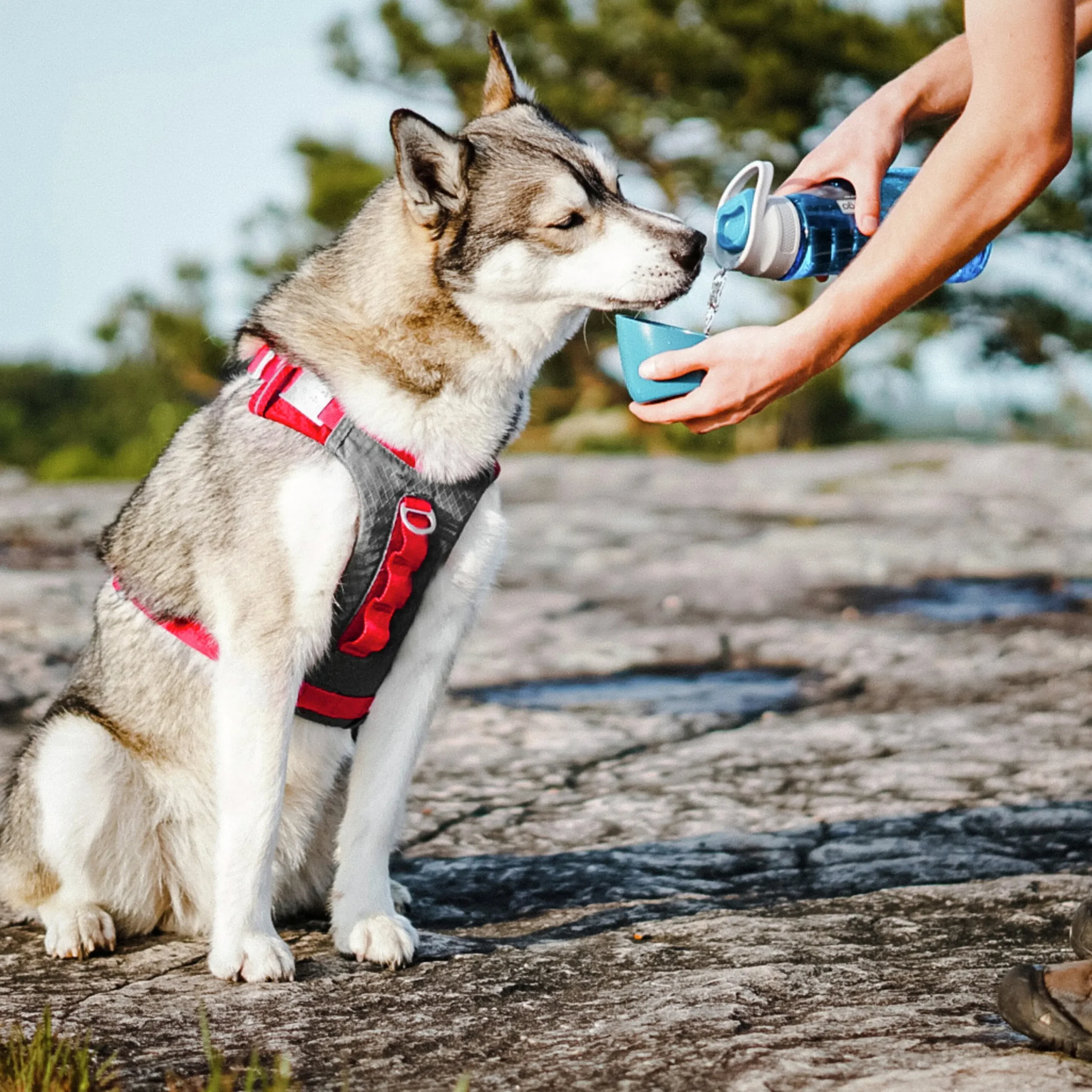 Vattenflaska Hund Blå 750ml>Kurgo Outlet