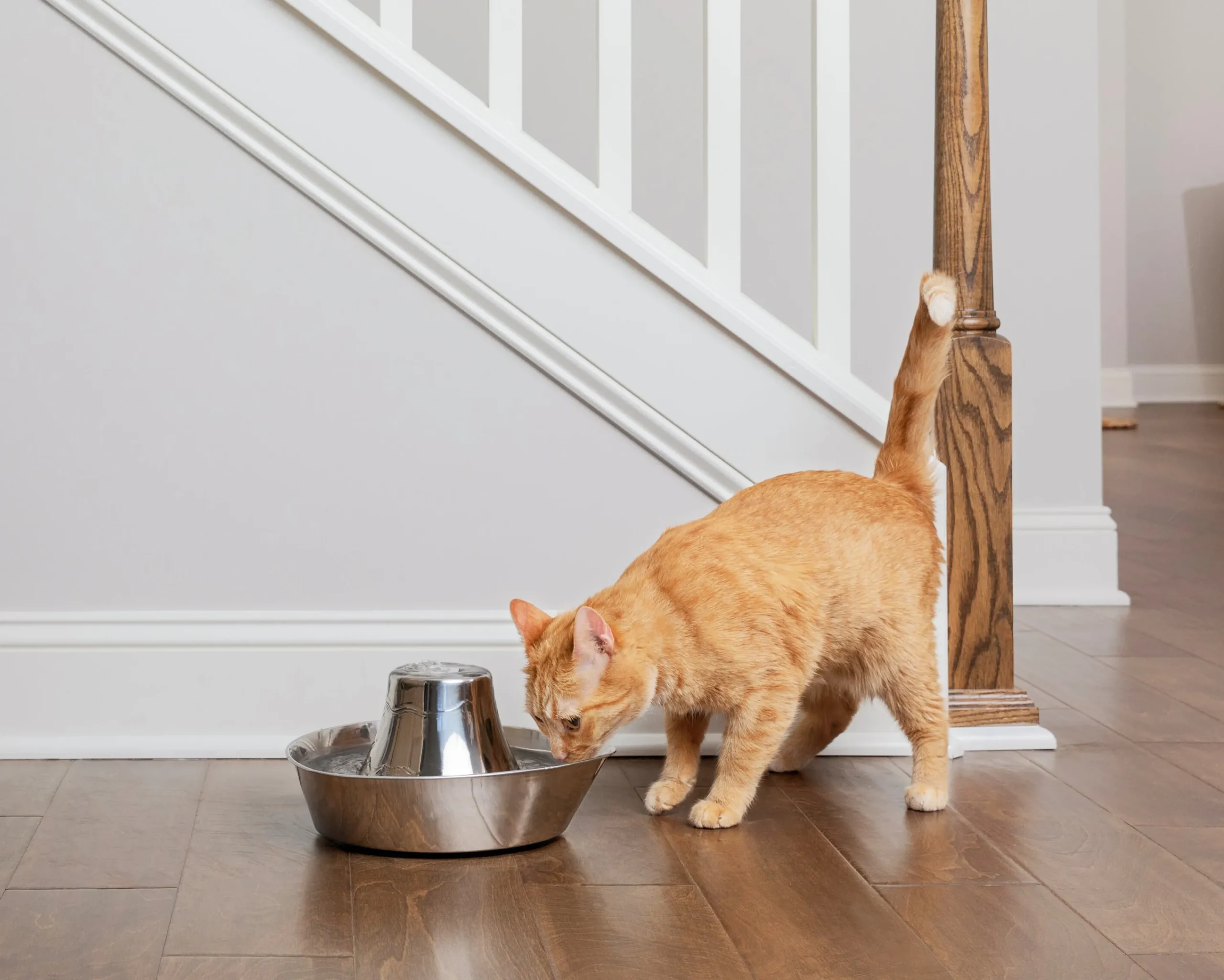 Vattenfontän Seaside Rostfri 1,7L>Petsafe Online