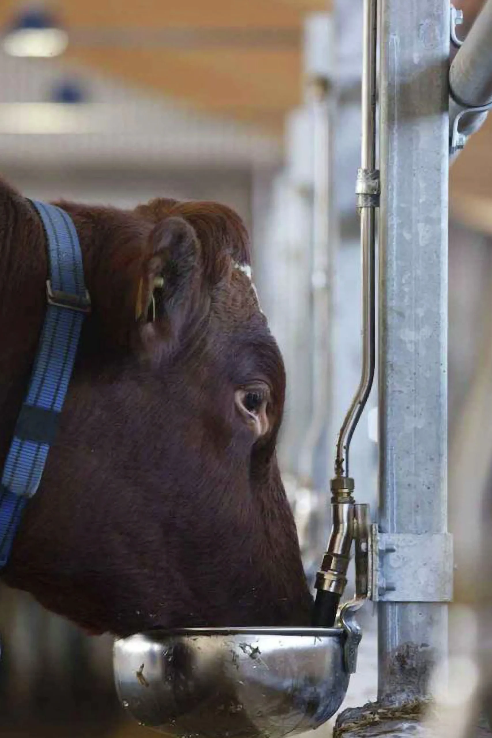 Vattenkopp S22 rostfri 4L>DeLaval New