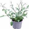 Verbena lat. Verbena bonariensis 'Bampton'>Mäster Grön New