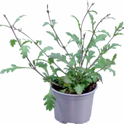 Verbena lat. Verbena bonariensis 'Bampton'>Mäster Grön New