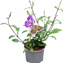 Verbena lat. Verbena bonariensis 'Bampton'>Mäster Grön New