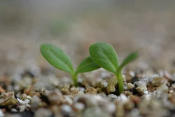 Vermiculite Jordförbättring 3L><noscript><img width=