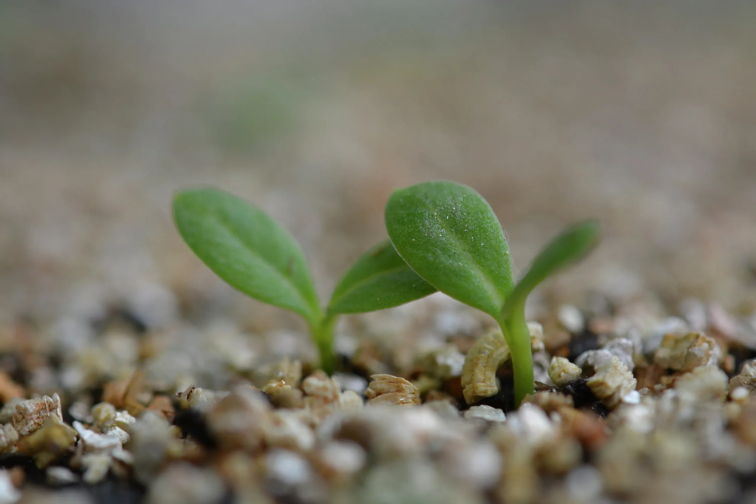 Vermiculite Jordförbättring 3L>Nelson Garden