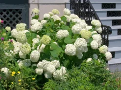 Vidjehortensia 'Annabelle' Krukodlad>Omnia garden New